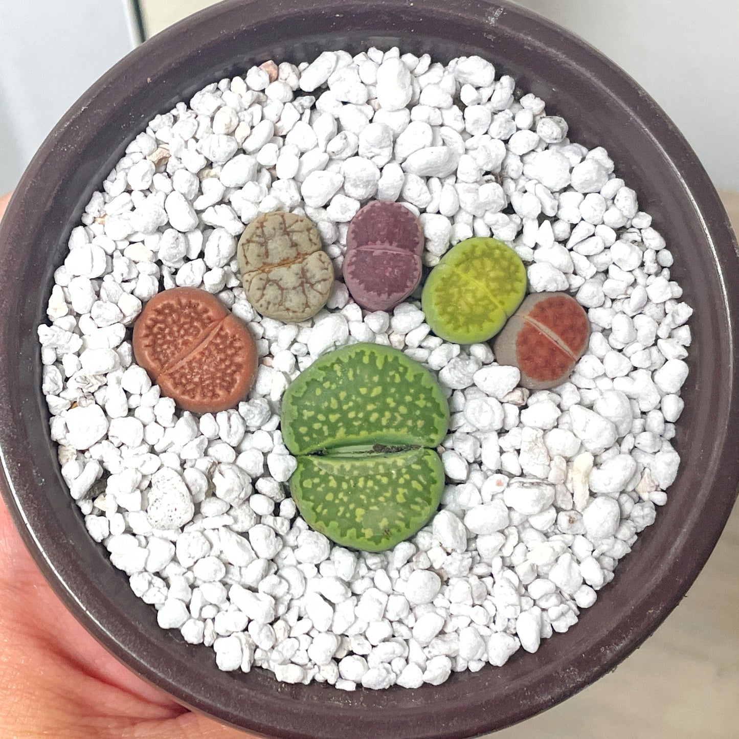 DIY Lithops Kit - 6 Lithops, 1 x 8cm nursery pot, small bag of Lithops soil, White decorative top - Succulents - Cactus, Lithops New Starter Kit, Gift for Kid