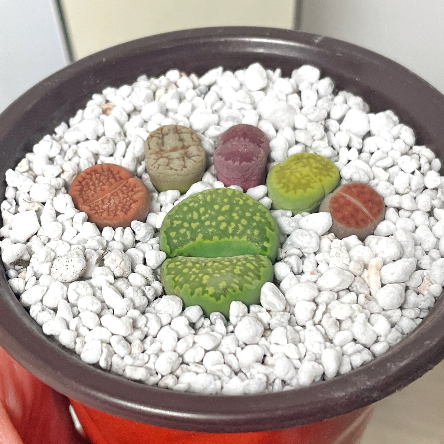 DIY Lithops Kit - 6 Lithops, 1 x 8cm nursery pot, small bag of Lithops soil, White decorative top - Succulents - Cactus, Lithops New Starter Kit, Gift for Kid