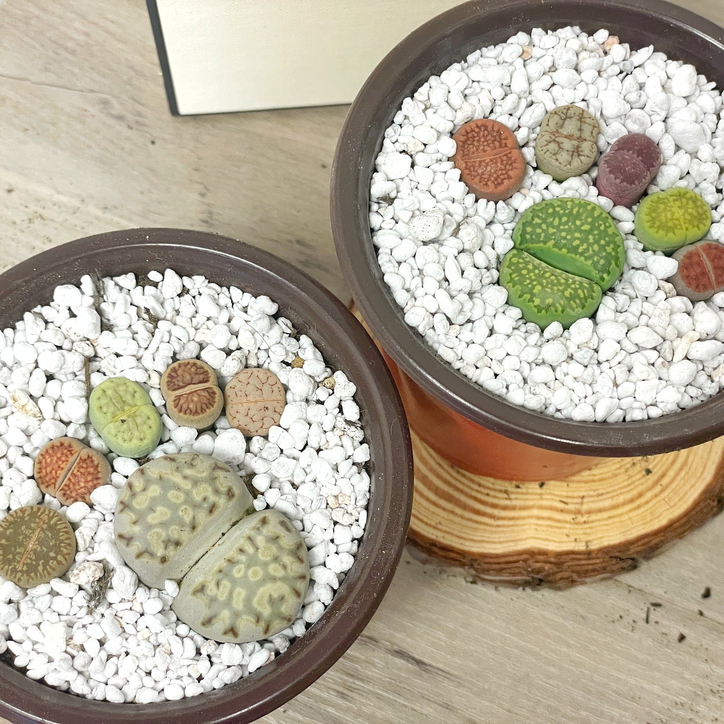 DIY Lithops Kit - 6 Lithops, 1 x 8cm nursery pot, small bag of Lithops soil, White decorative top - Succulents - Cactus, Lithops New Starter Kit, Gift for Kid
