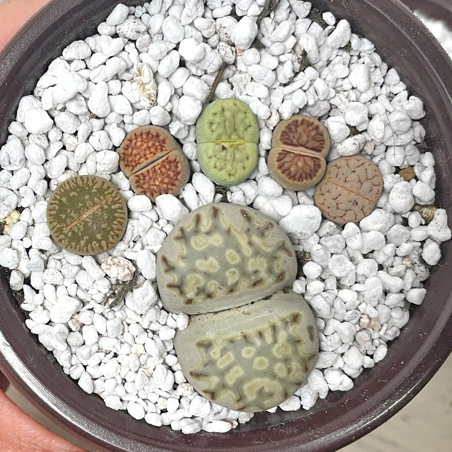 DIY Lithops Kit - 6 Lithops, 1 x 8cm nursery pot, small bag of Lithops soil, White decorative top - Succulents - Cactus, Lithops New Starter Kit, Gift for Kid