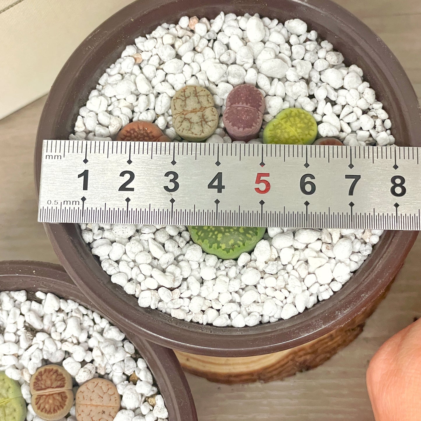 DIY Lithops Kit - 6 Lithops, 1 x 8cm nursery pot, small bag of Lithops soil, White decorative top - Succulents - Cactus, Lithops New Starter Kit, Gift for Kid