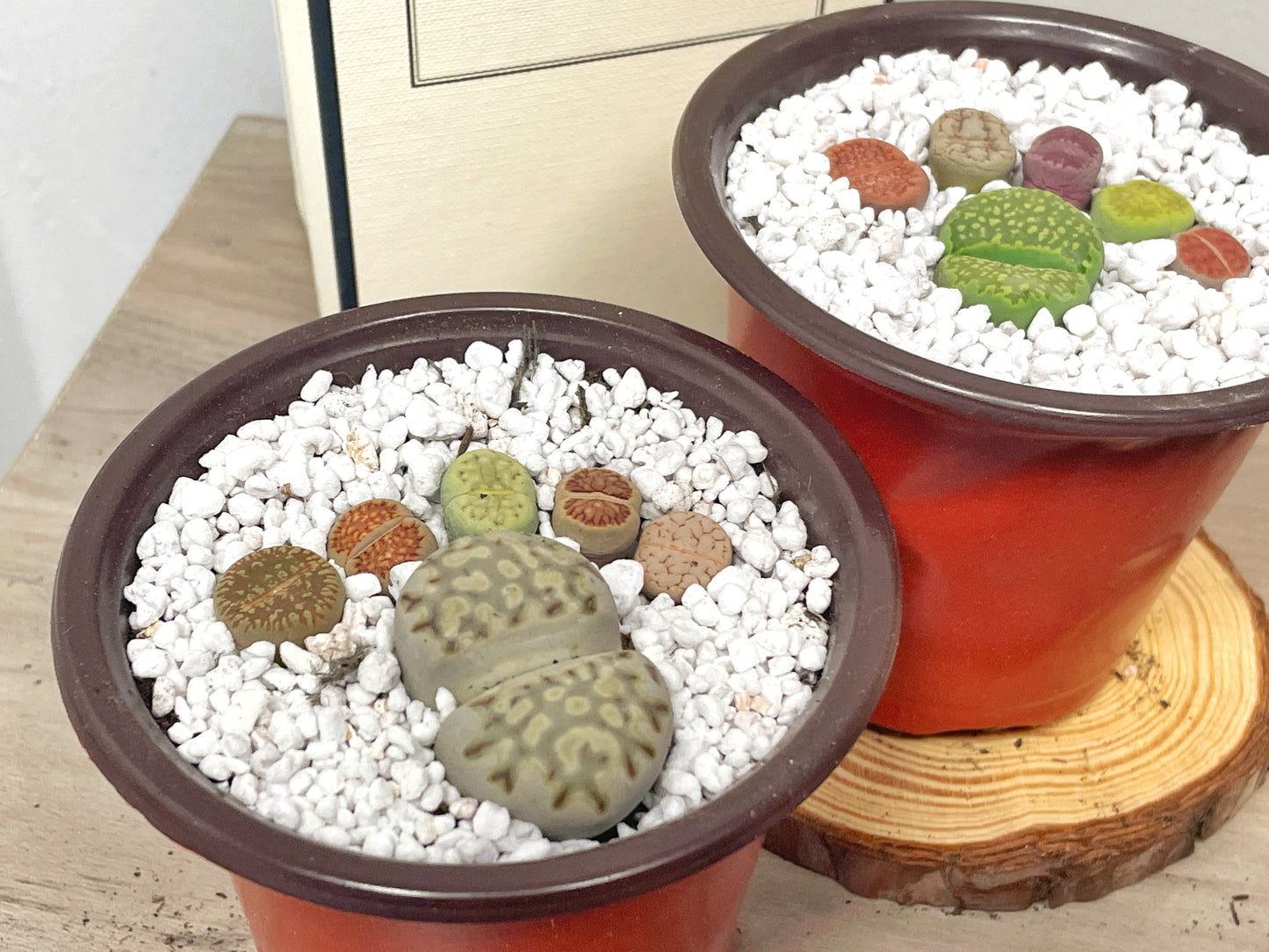 DIY Lithops Kit - 6 Lithops, 1 x 8cm nursery pot, small bag of Lithops soil, White decorative top - Succulents - Cactus, Lithops New Starter Kit, Gift for Kid