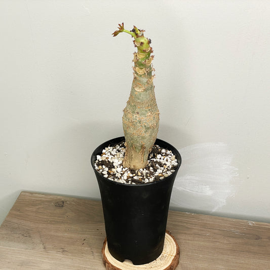 Jatropha podagrica | Buddha Belly Caudex Plant - Chic Chic Plants