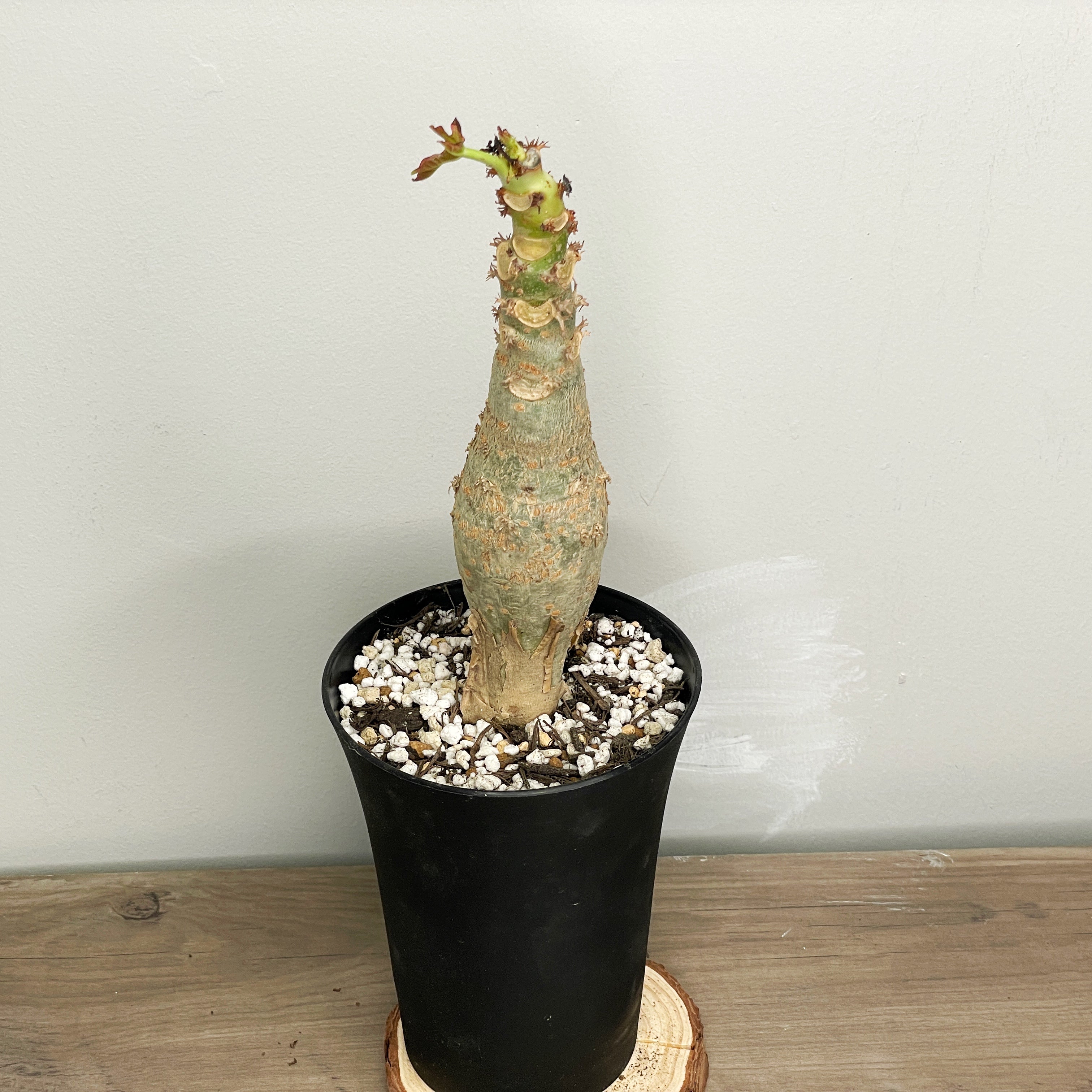 彩音 PSY-ON ORIGINAL CAUDEX POT Caudex Collection | Rare Caudex Plants | Chic Chic Plants – Chic