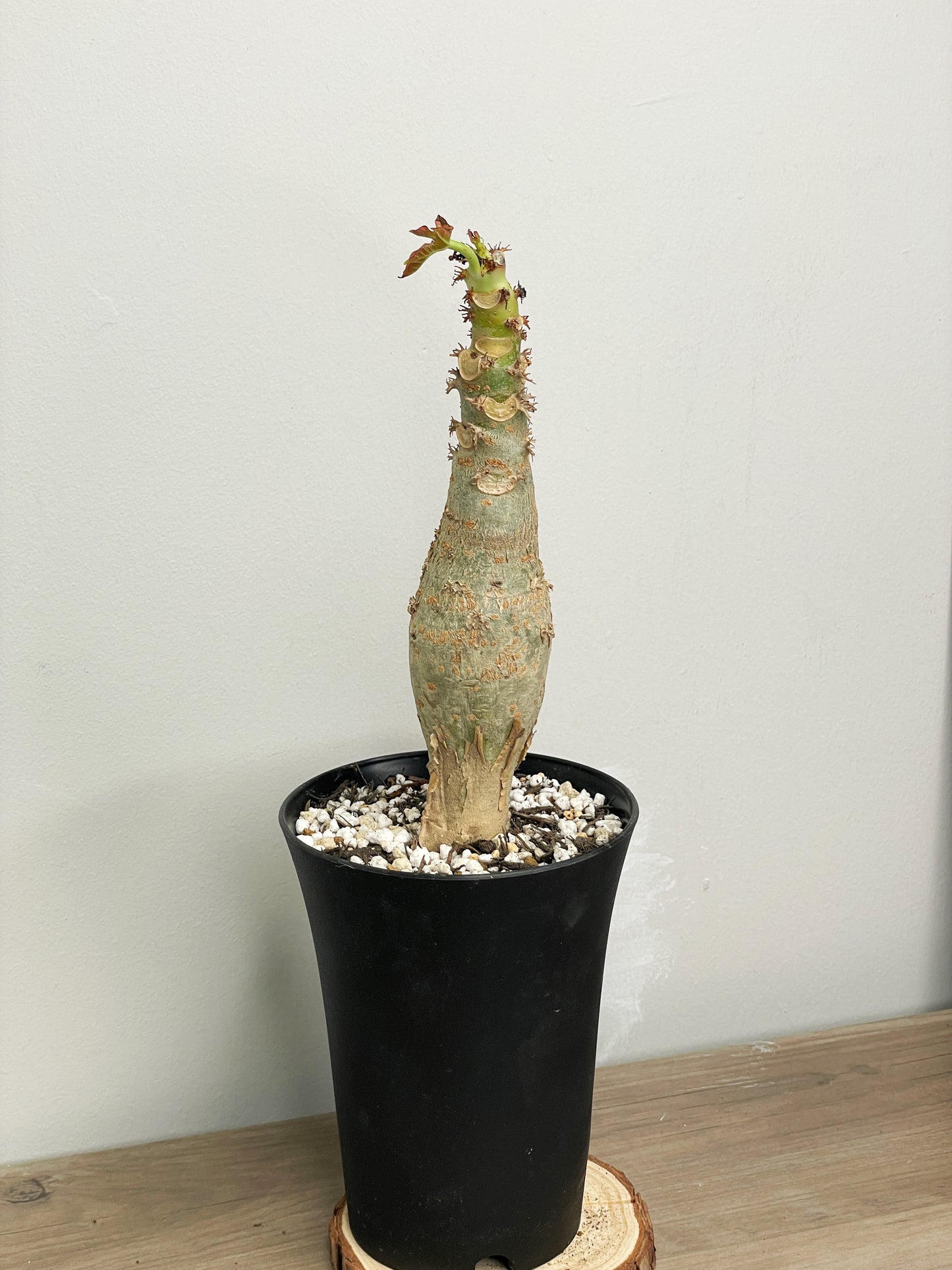 Jatropha podagrica | Buddha Belly Caudex Plant - Chic Chic Plants