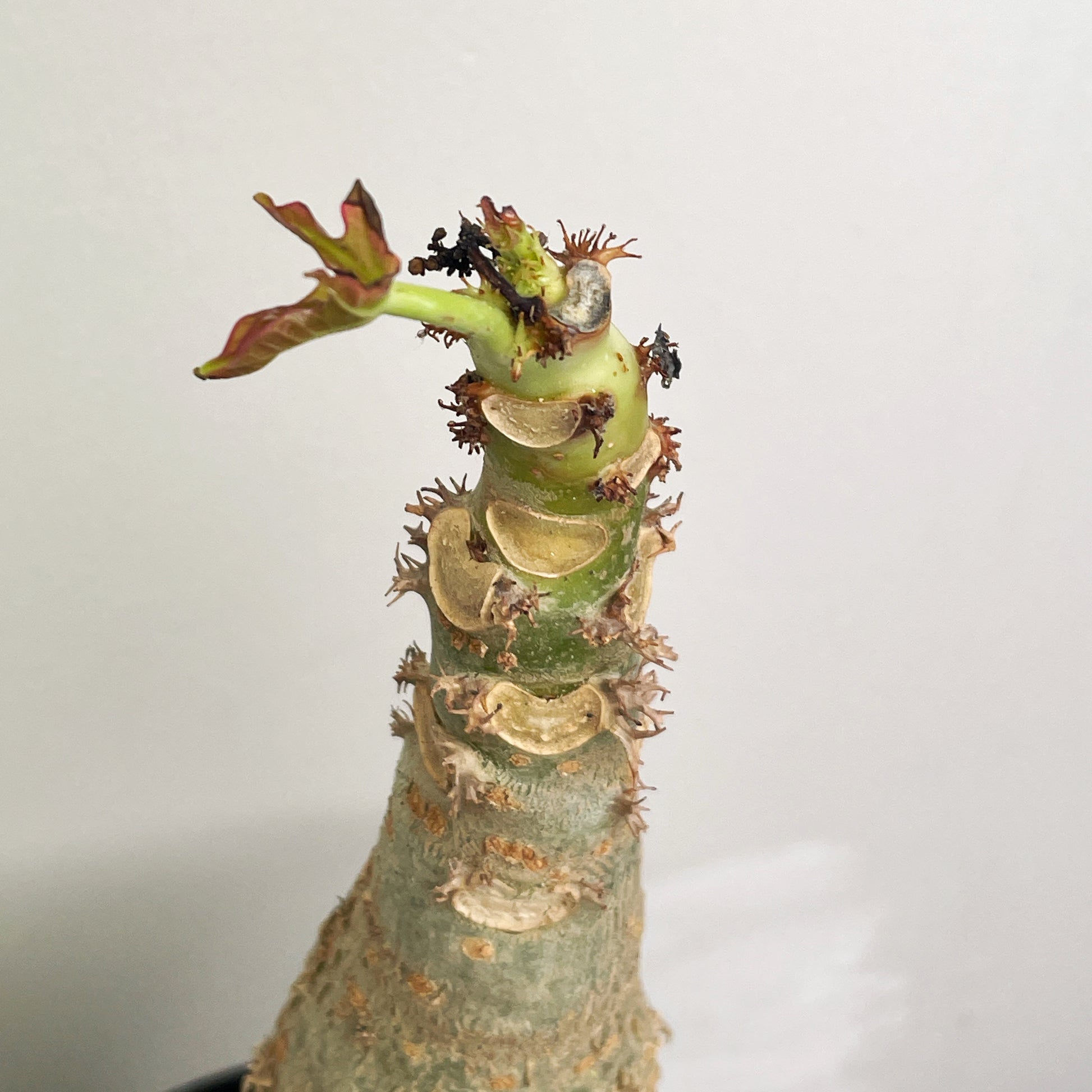 Jatropha podagrica | Buddha Belly Caudex Plant - Chic Chic Plants