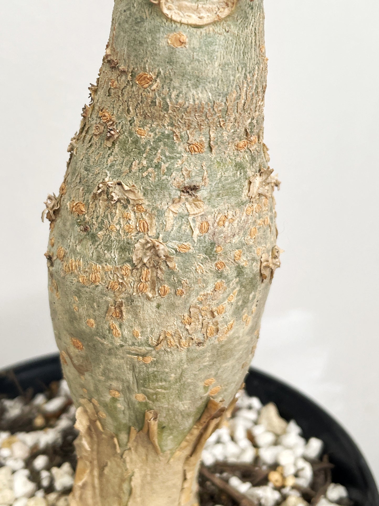 Jatropha podagrica | Buddha Belly Caudex Plant - Chic Chic Plants