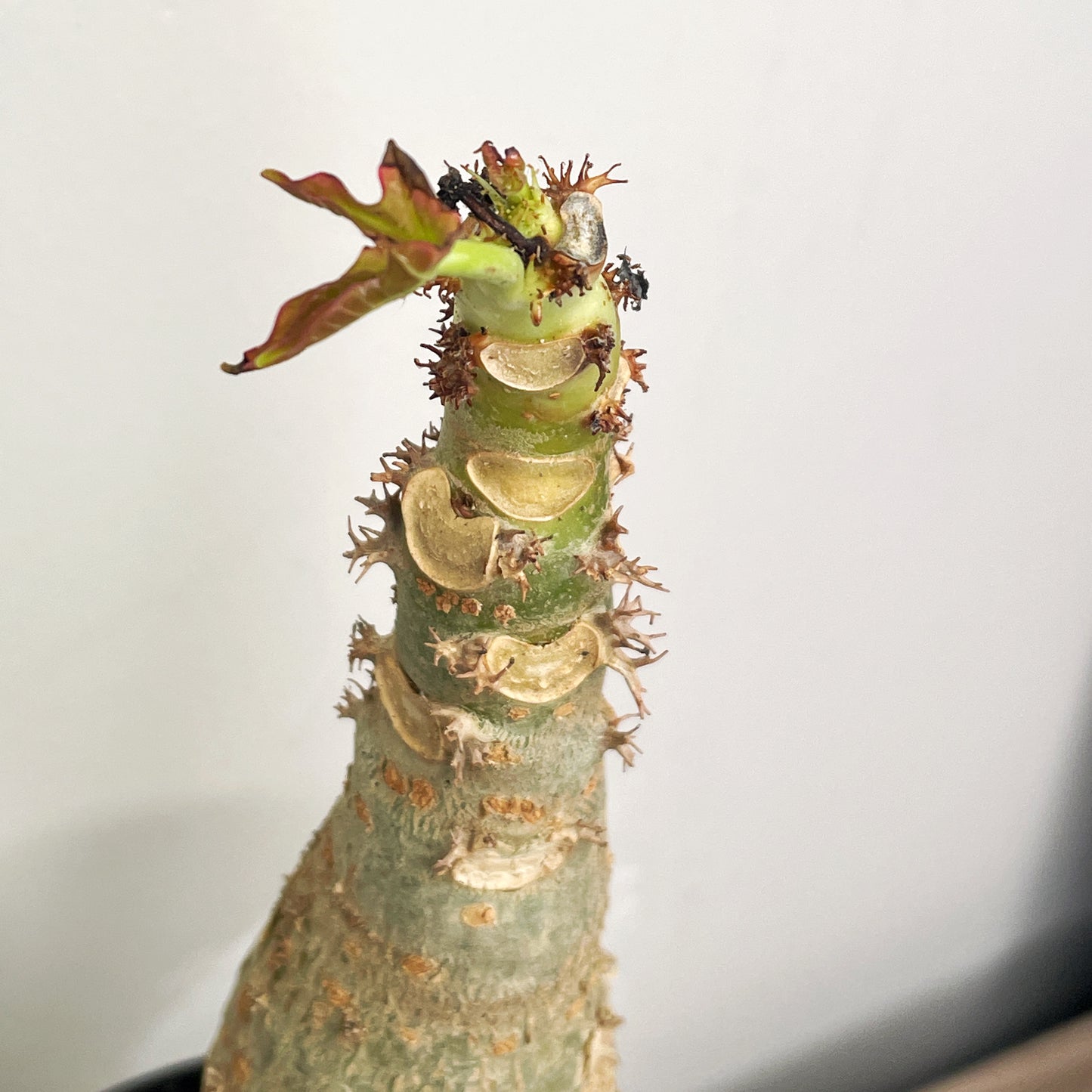 Jatropha podagrica | Buddha Belly Caudex Plant - Chic Chic Plants