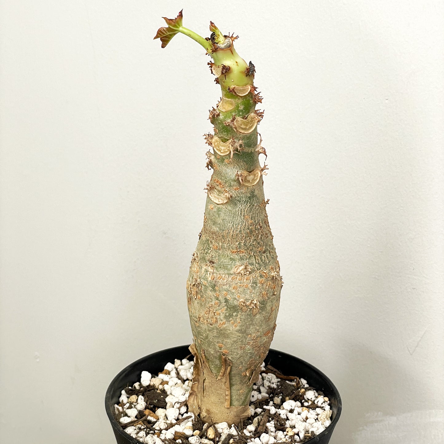 Jatropha podagrica | Buddha Belly Caudex Plant - Chic Chic Plants