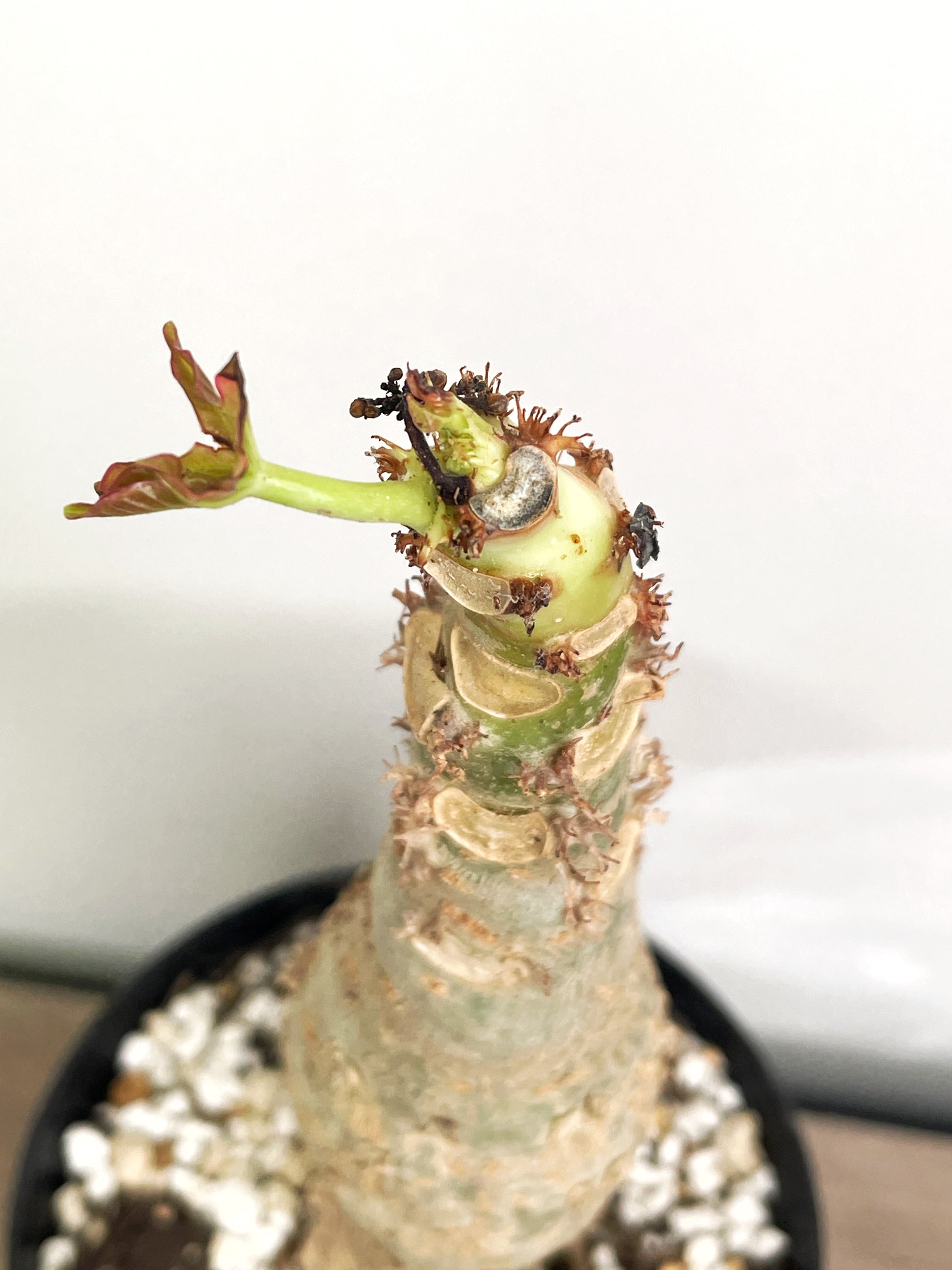 Jatropha podagrica | Buddha Belly Caudex Plant - Chic Chic Plants
