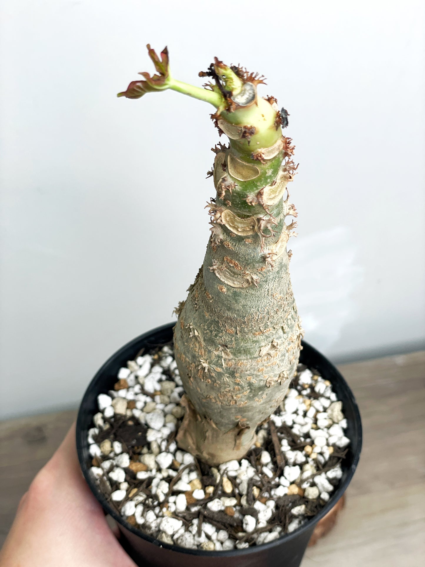 Jatropha podagrica | Buddha Belly Caudex Plant - Chic Chic Plants