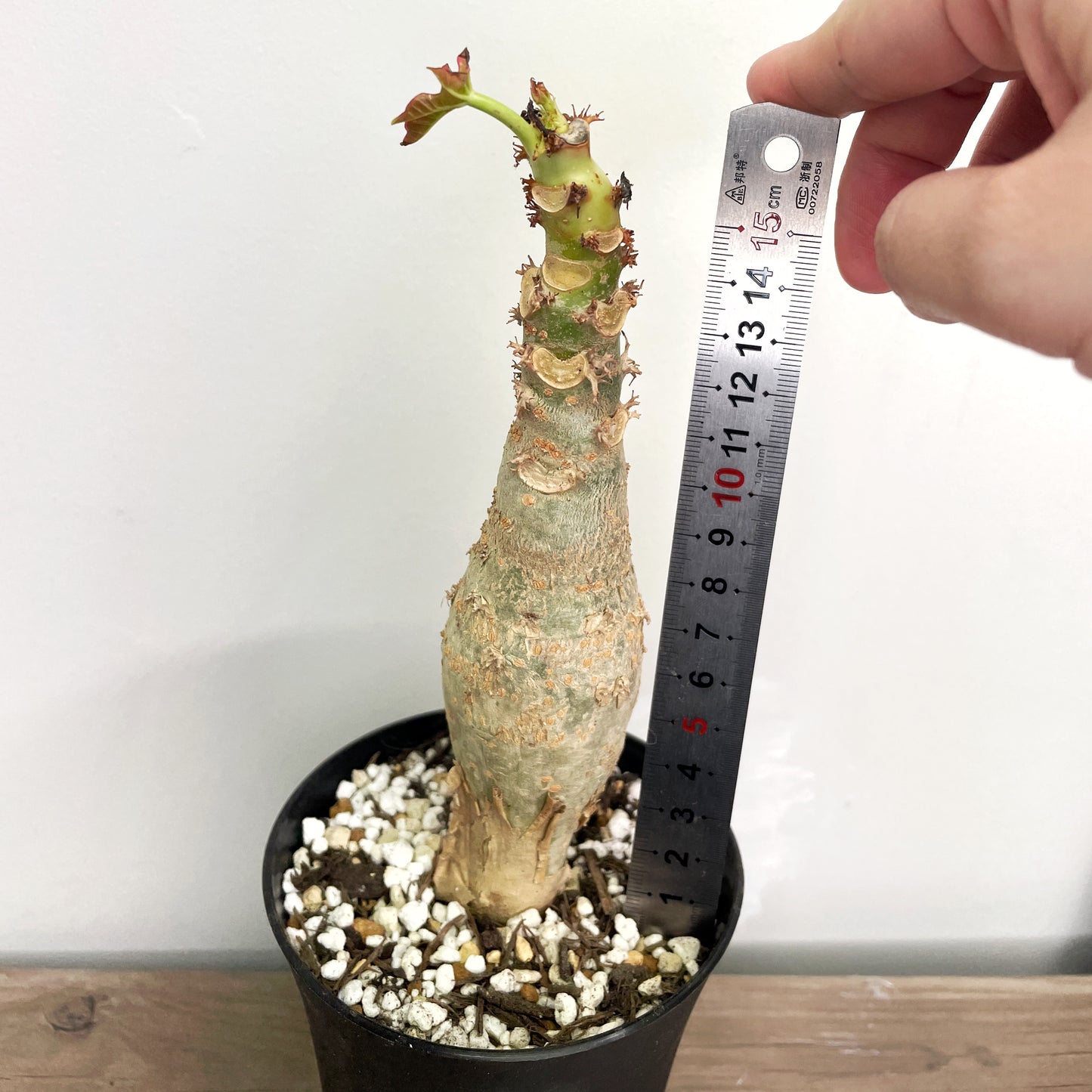 Jatropha podagrica | Buddha Belly Caudex Plant - Chic Chic Plants
