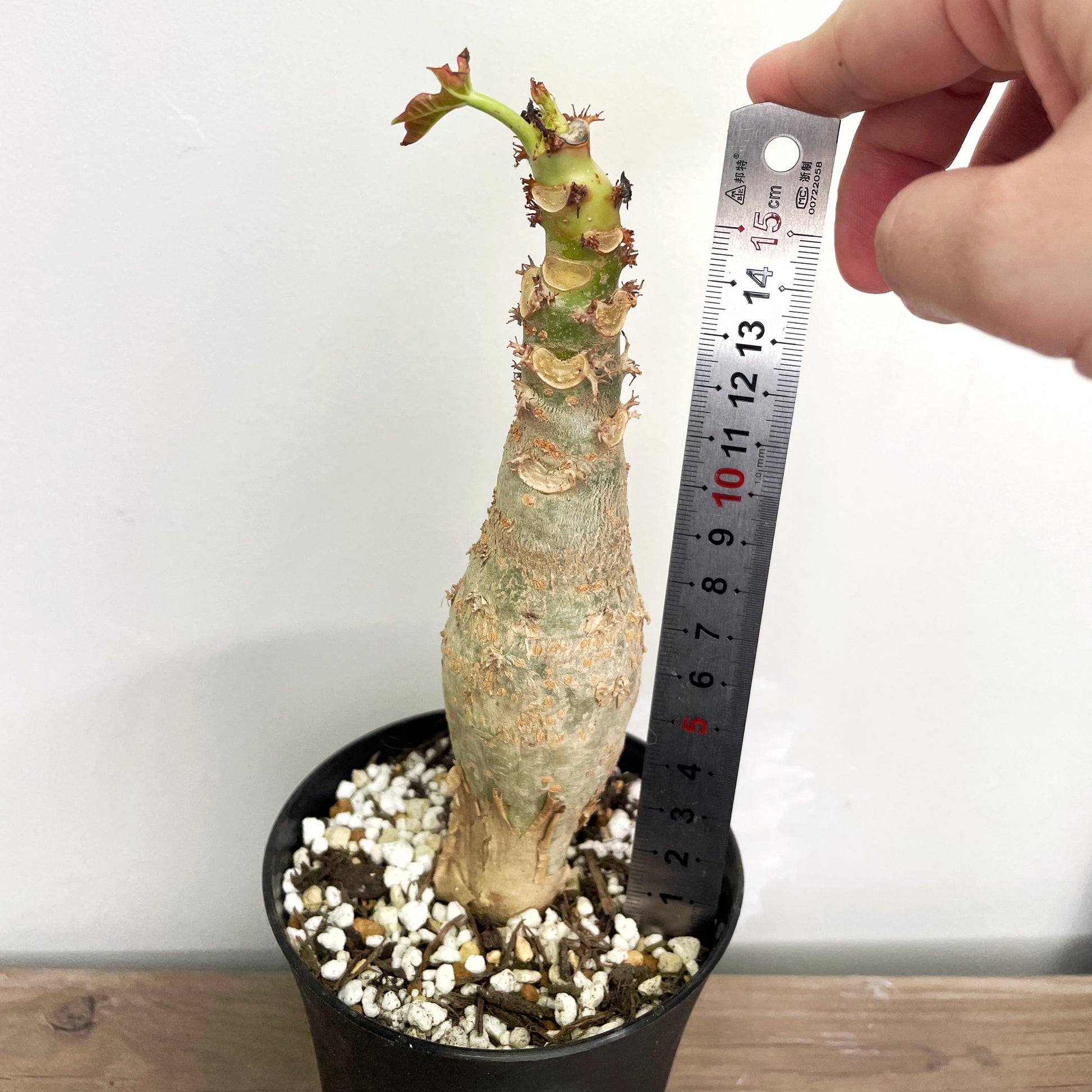 Jatropha podagrica | Buddha Belly Caudex Plant - Chic Chic Plants