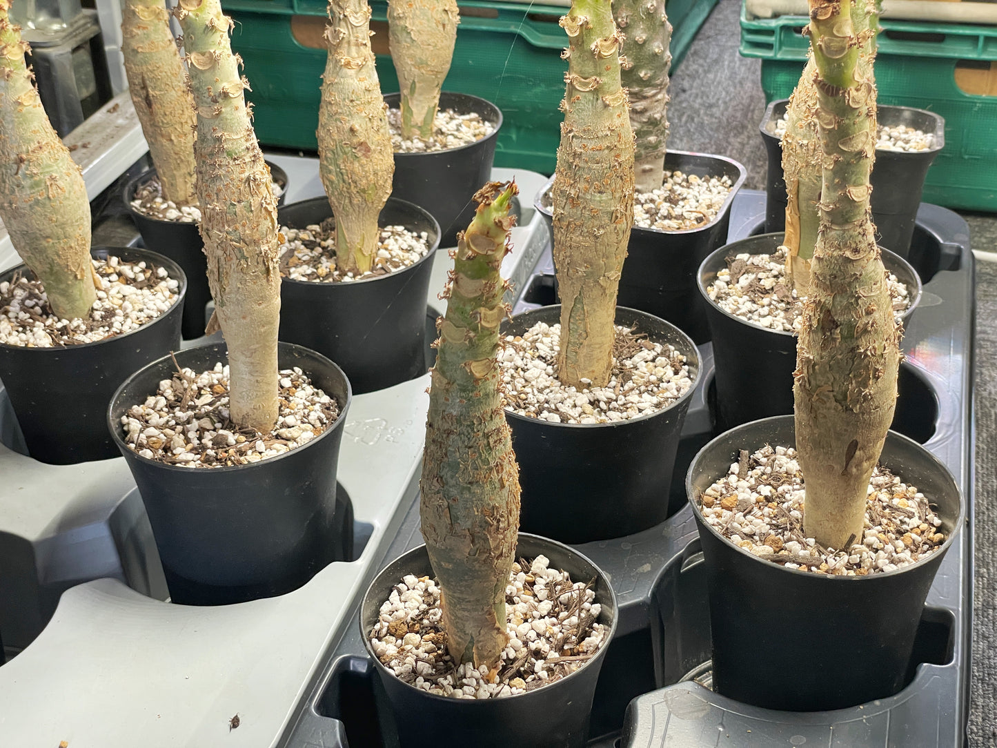 Jatropha podagrica | Buddha Belly Caudex Plant - Chic Chic Plants