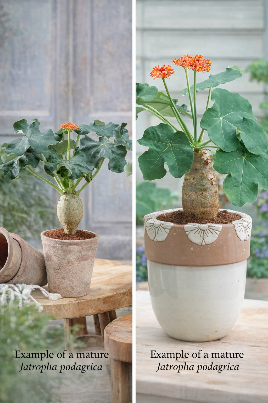 Jatropha podagrica | Buddha Belly Caudex Plant - Chic Chic Plants