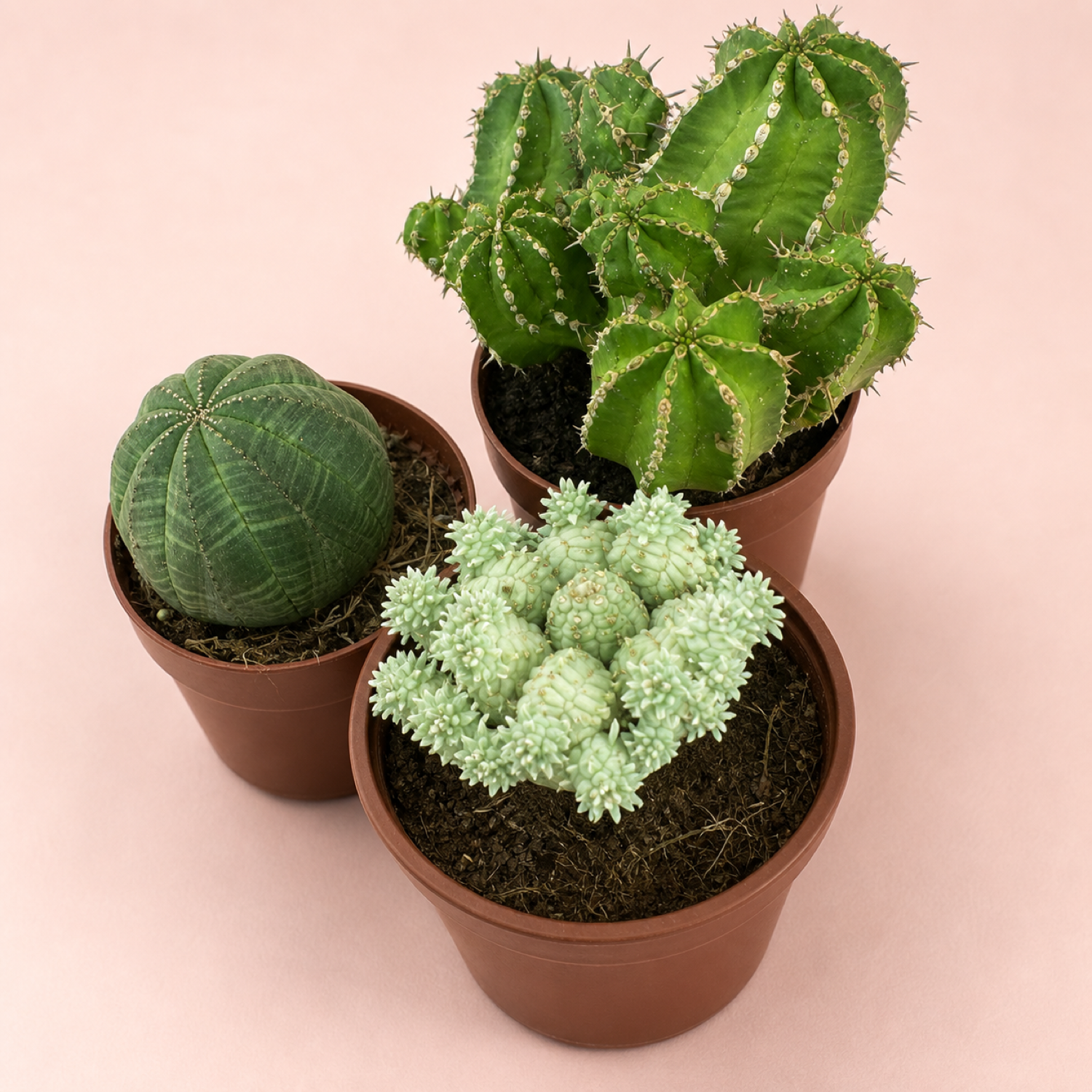 Large Mixed Euphorbia 3 Plant Set Live Succulents in 8.5cm Pots
