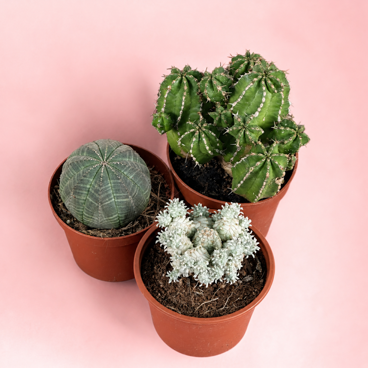 Large Mixed Euphorbia 3 Plant Set Live Succulents in 8.5cm Pots

