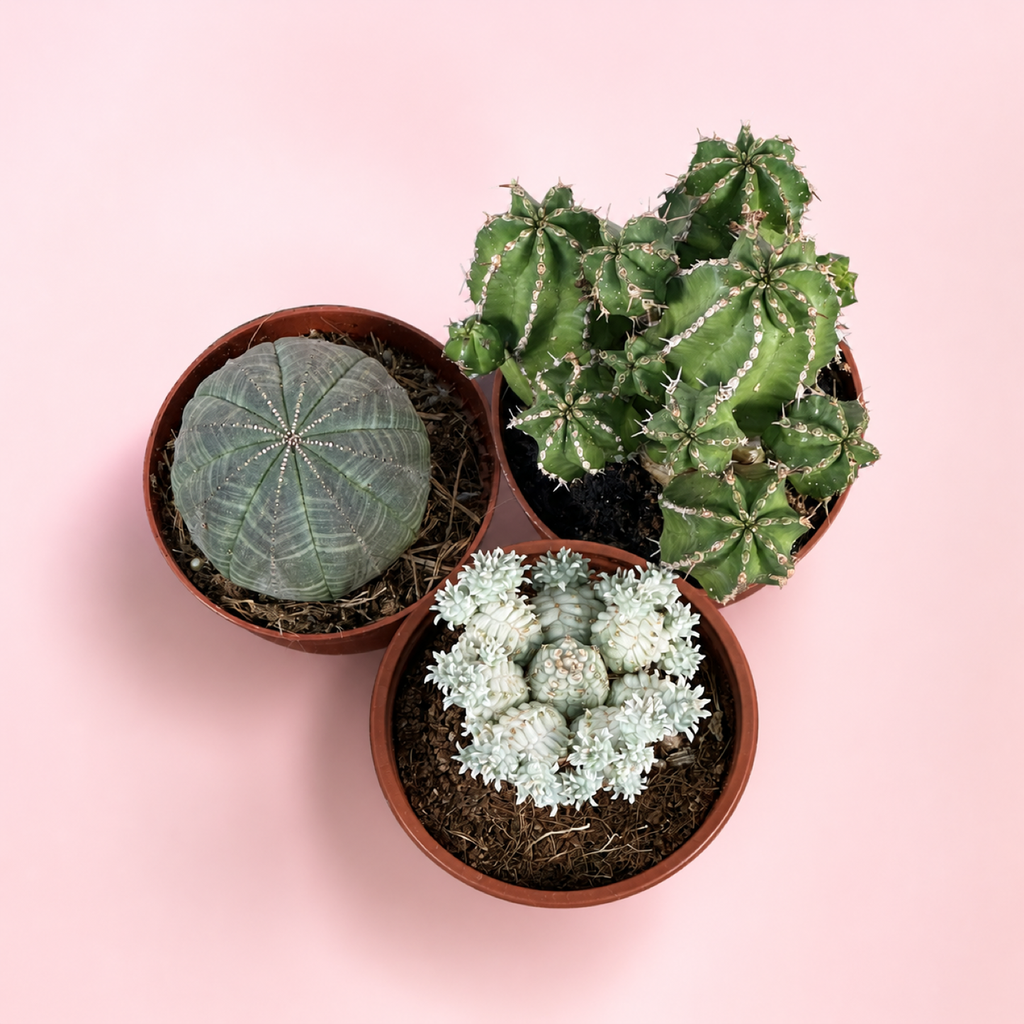 Large Mixed Euphorbia 3 Plant Set Live Succulents in 8.5cm Pots

