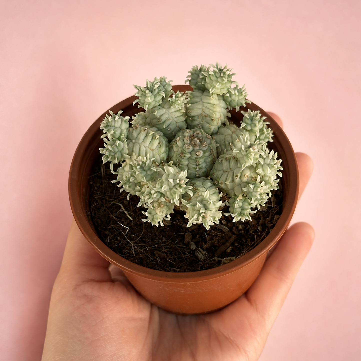 Large Mixed Euphorbia 3 Plant Set Live Succulents in 8.5cm Pots
