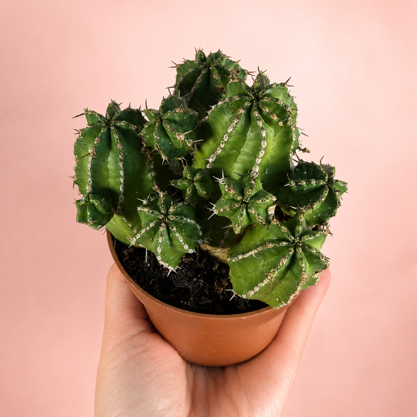 Large Mixed Euphorbia 3 Plant Set Live Succulents in 8.5cm Pots
