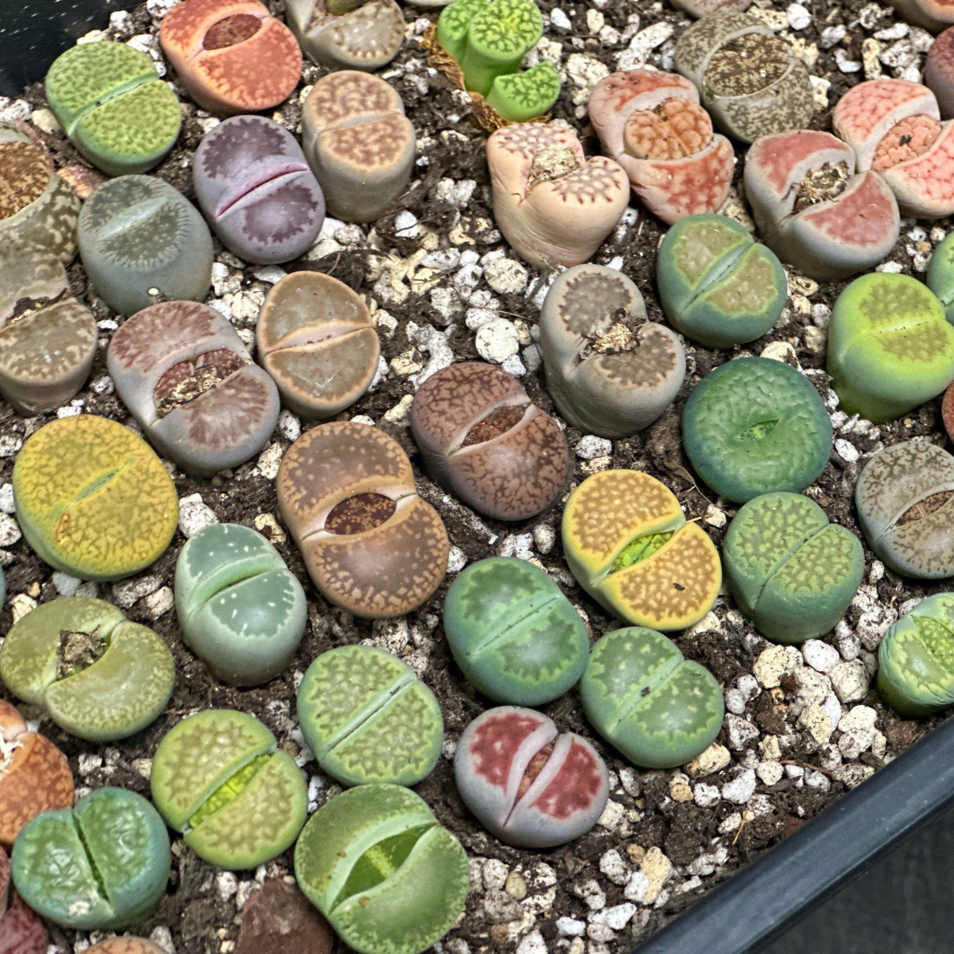 pumice stone succulents 1.8cm-2.5cm Single Head Lithops, Living Stones Succulent | Shipped bar – Chic Chic Plants