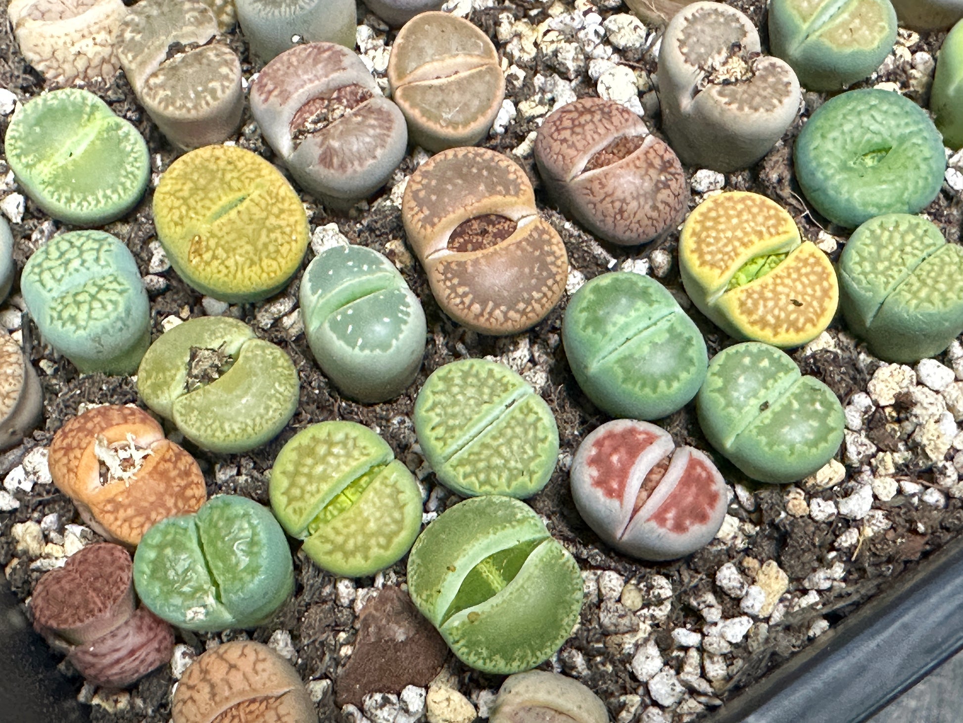 living pebble succulent 1.8cm-2.5cm Single Head Lithops, Living Stones Succulent