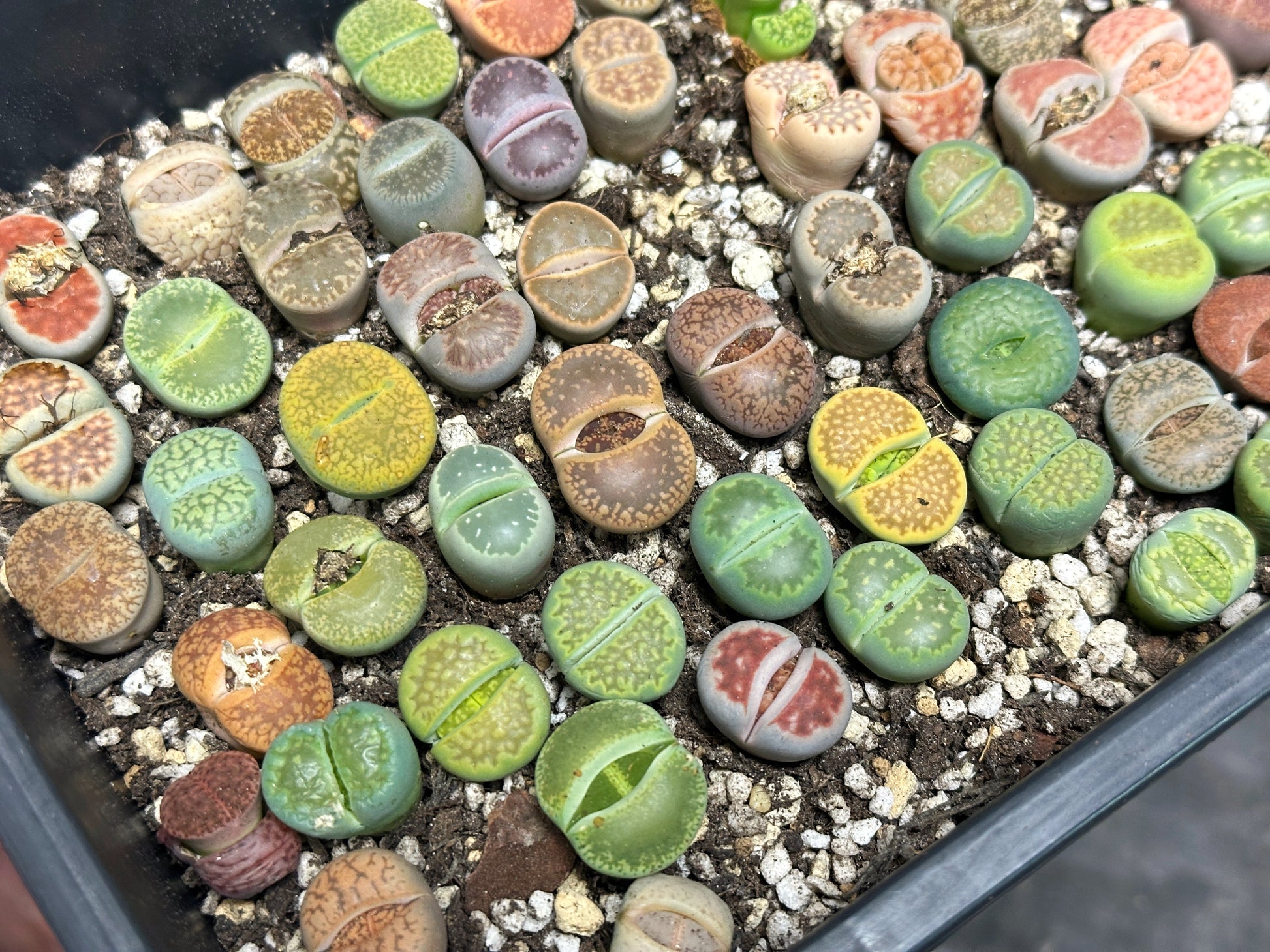 are lithops succulents 1.8cm-2.5cm Single Head Lithops, Living Stones Succulent | Shipped bar – Chic Chic Plants