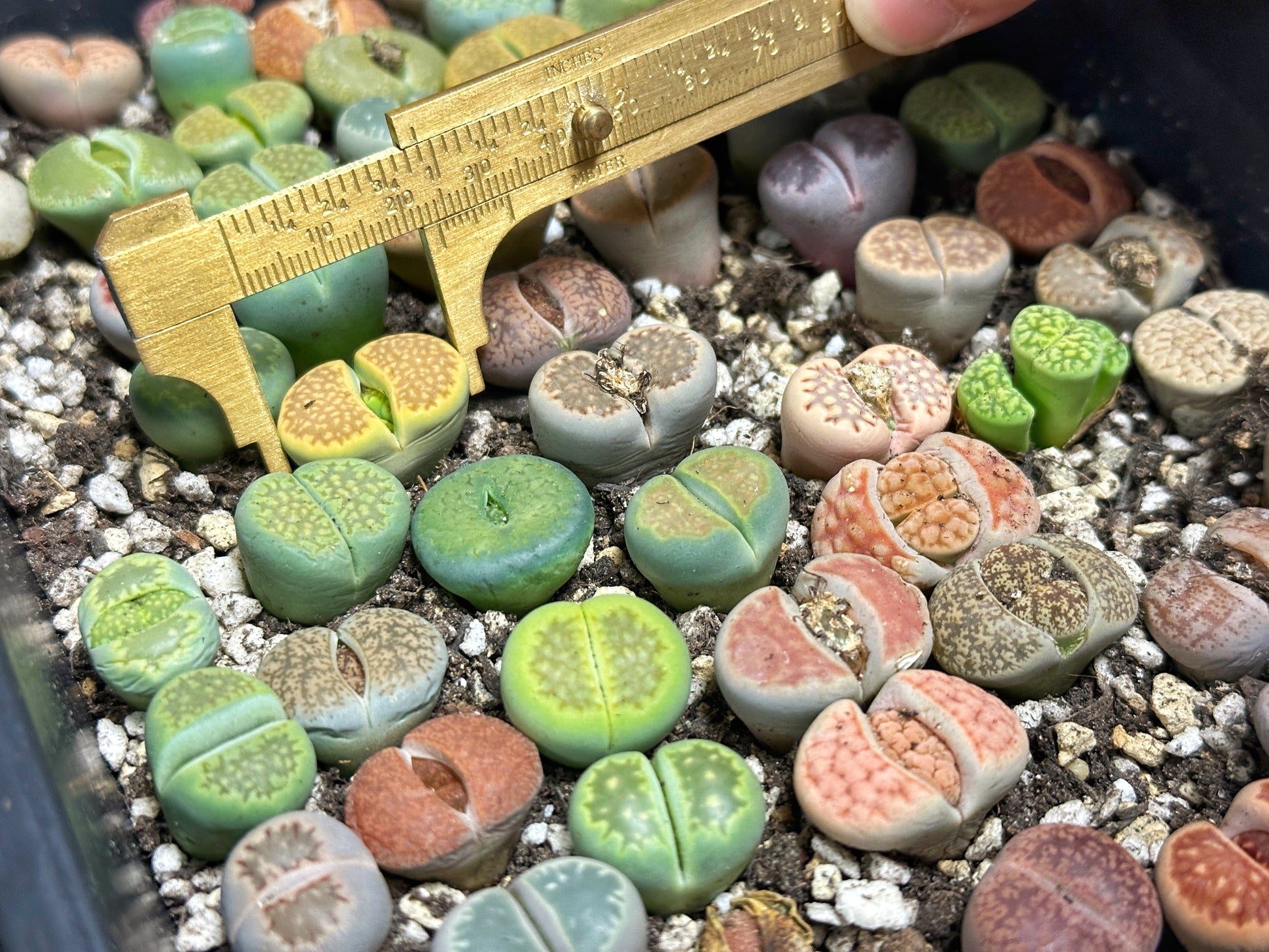 small stones for succulent pots 1.8cm-2.5cm Single Head Lithops, Living Stones Succulent | Shipped bar – Chic Chic Plants