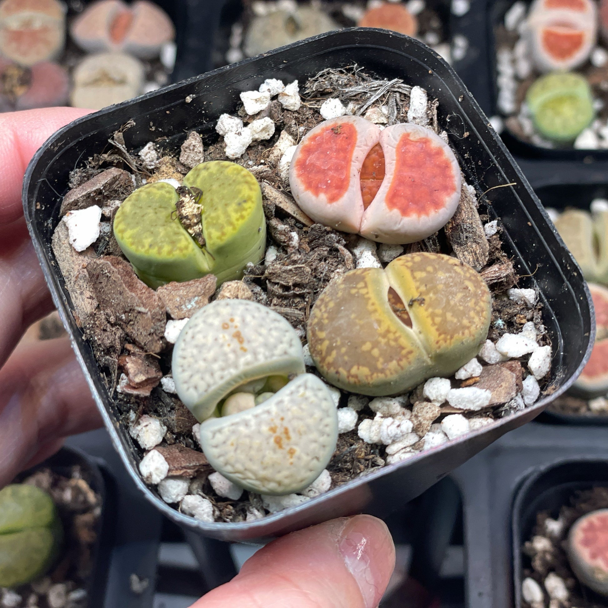 succulents that look like stones 4pcs Lithops Living Stones Plants, Colourful Lithops - Random Colour – Chic Chic Plants