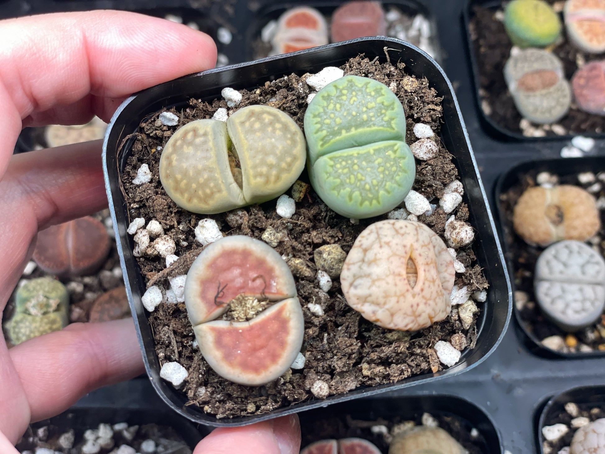 stone succulent plant 4pcs Lithops Living Stones Plants, Colourful Lithops - Random Colour – Chic Chic Plants