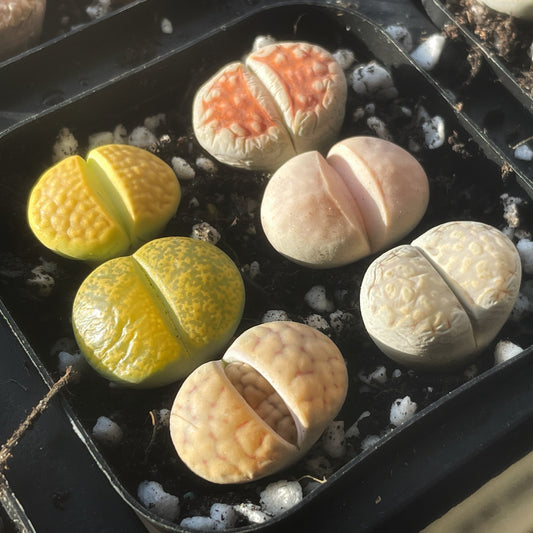 Lithops Living Stones Plants,Colourful Lithops - 0