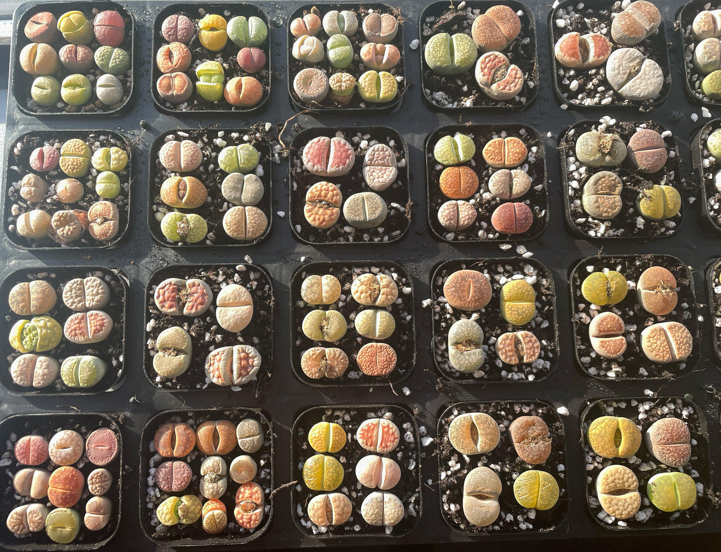 Lithops Living Stones Plants,Colourful Lithops - 0