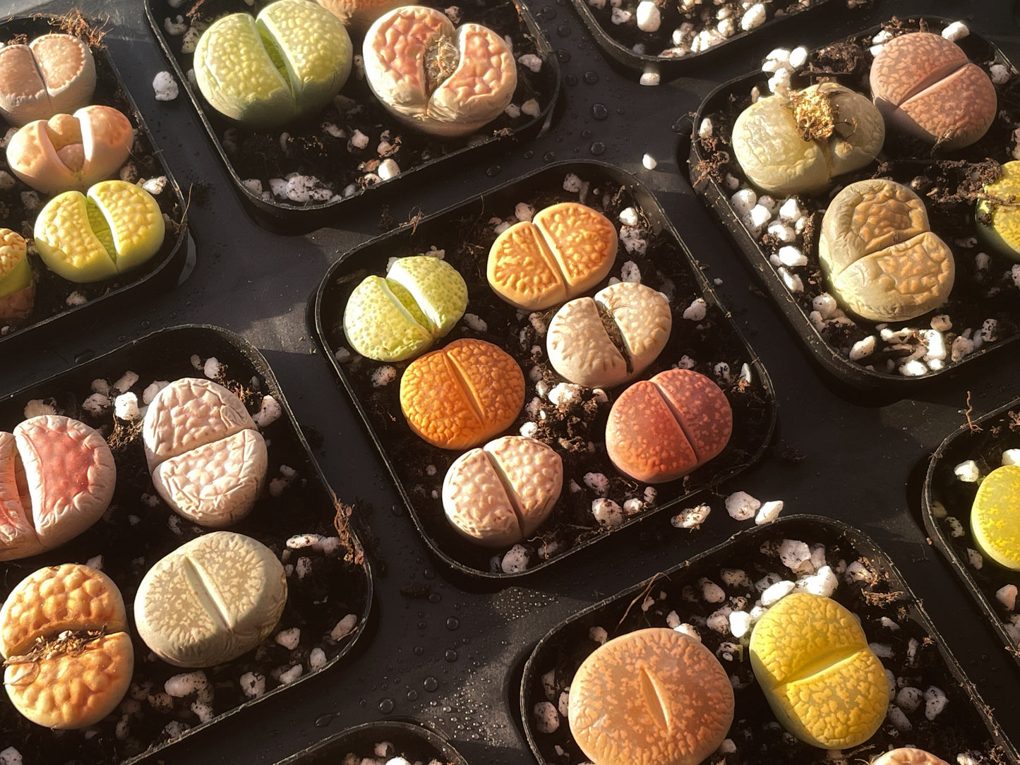 Lithops Living Stones Plants,Colourful Lithops - 0