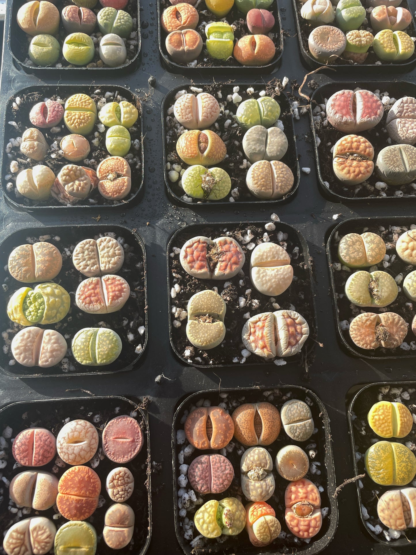 Lithops Living Stones Plants,Colourful Lithops - 0