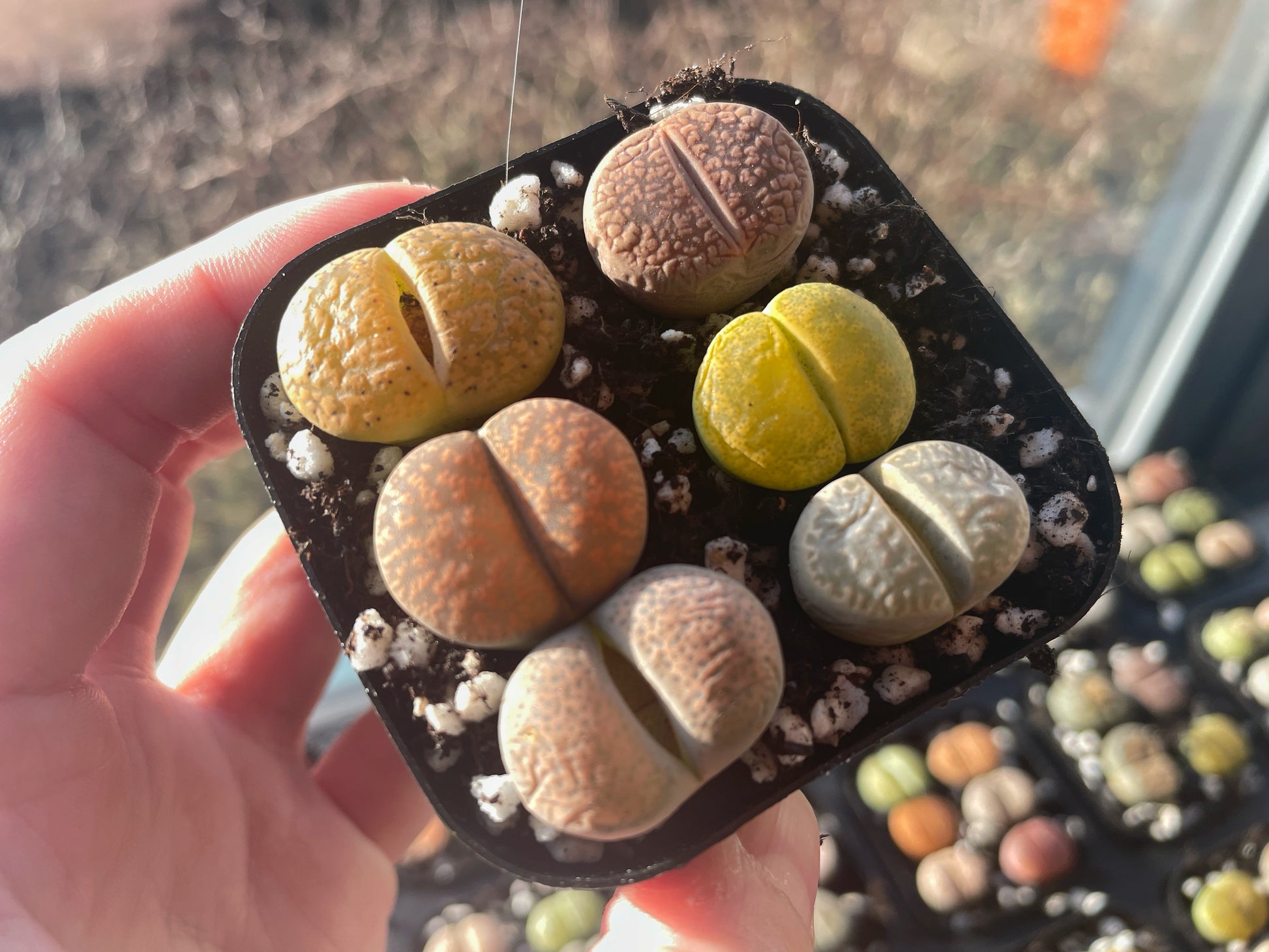 Lithops Living Stones Plants,Colourful Lithops - 0