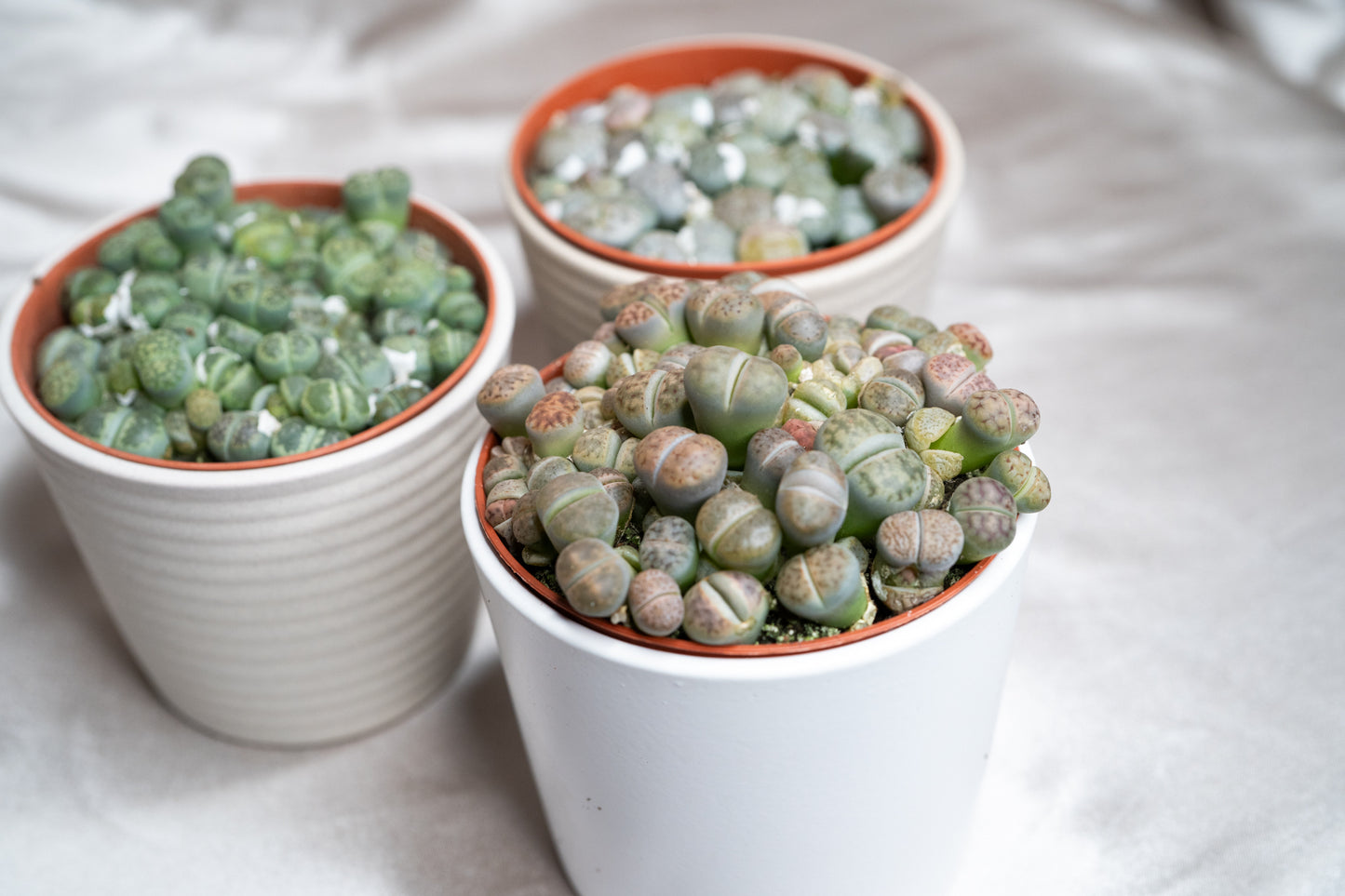 3 Varieties Lithops Collection – 20+ Living Stones Per Pot – Succulent Gem