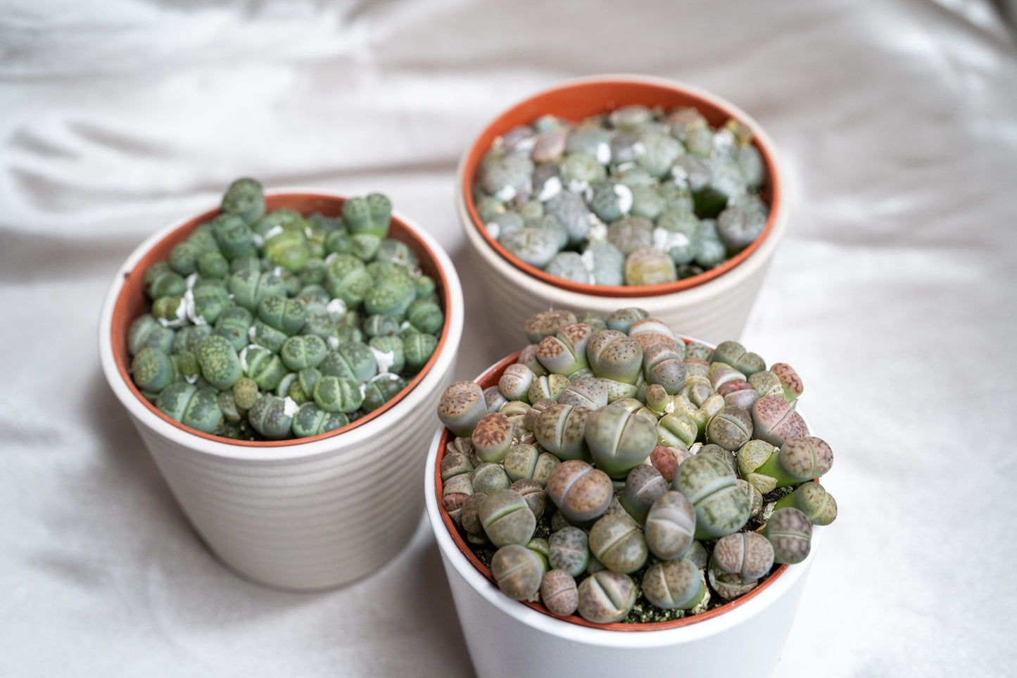 3 Varieties Lithops Collection – 20+ Living Stones Per Pot – Succulent Gem