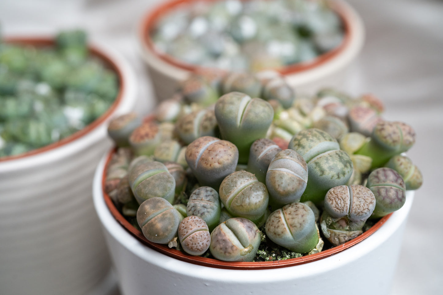 3 Varieties Lithops Collection – 20+ Living Stones Per Pot – Succulent Gem