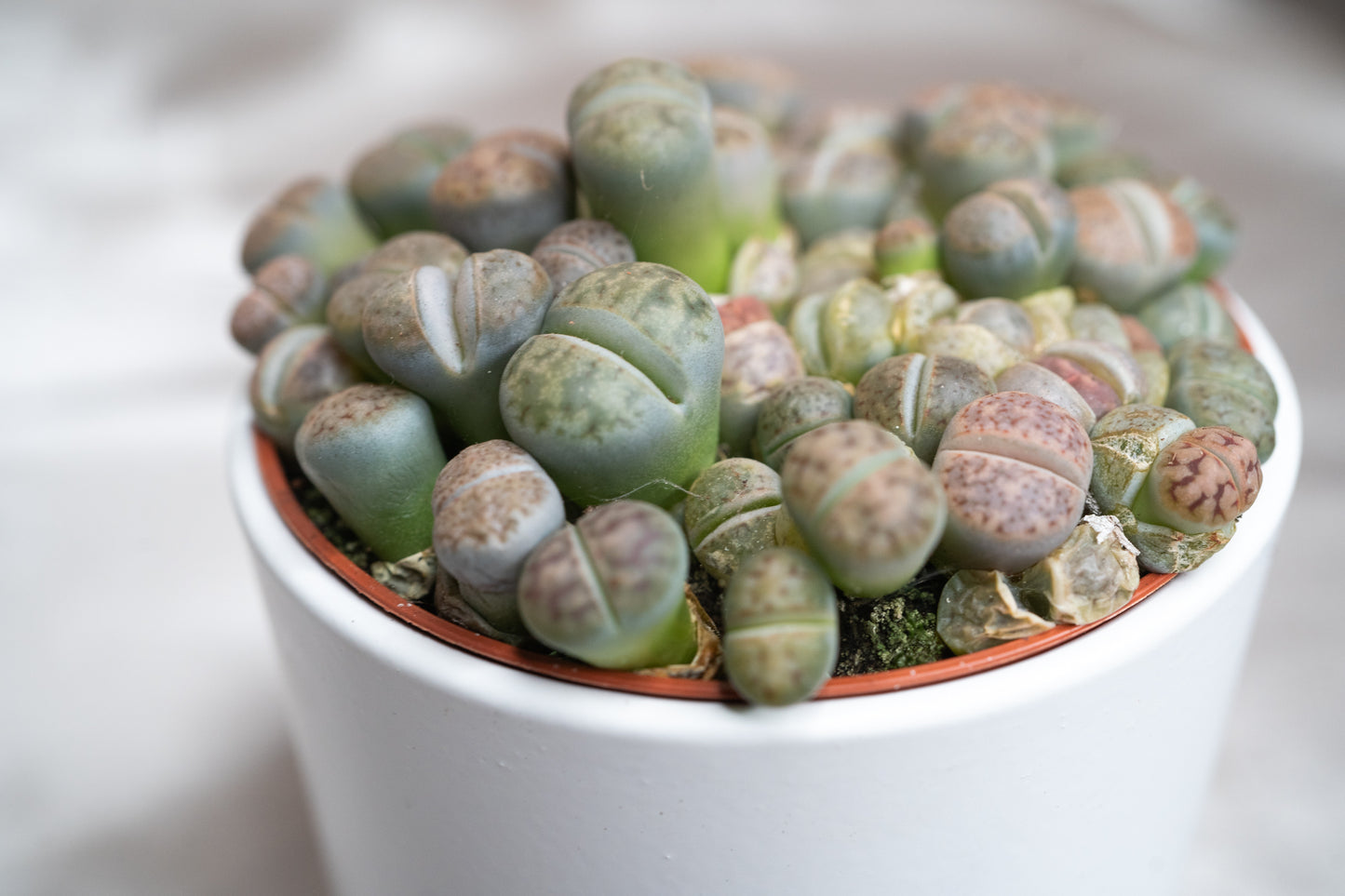 3 Varieties Lithops Collection – 20+ Living Stones Per Pot – Succulent Gem