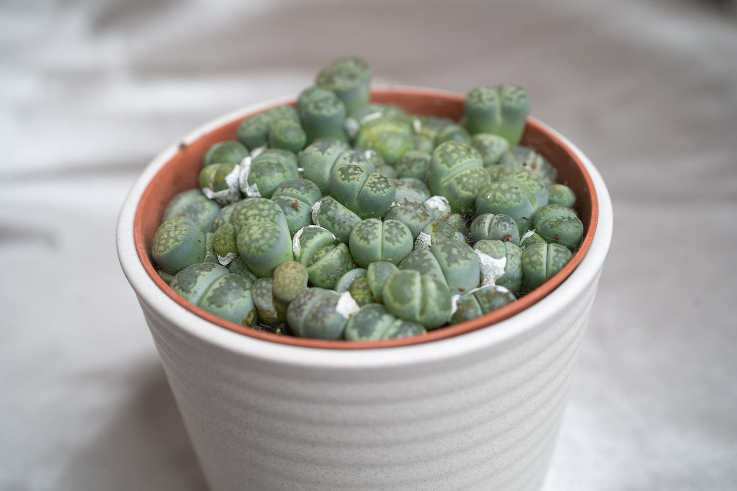 3 Varieties Lithops Collection – 20+ Living Stones Per Pot – Succulent Gem