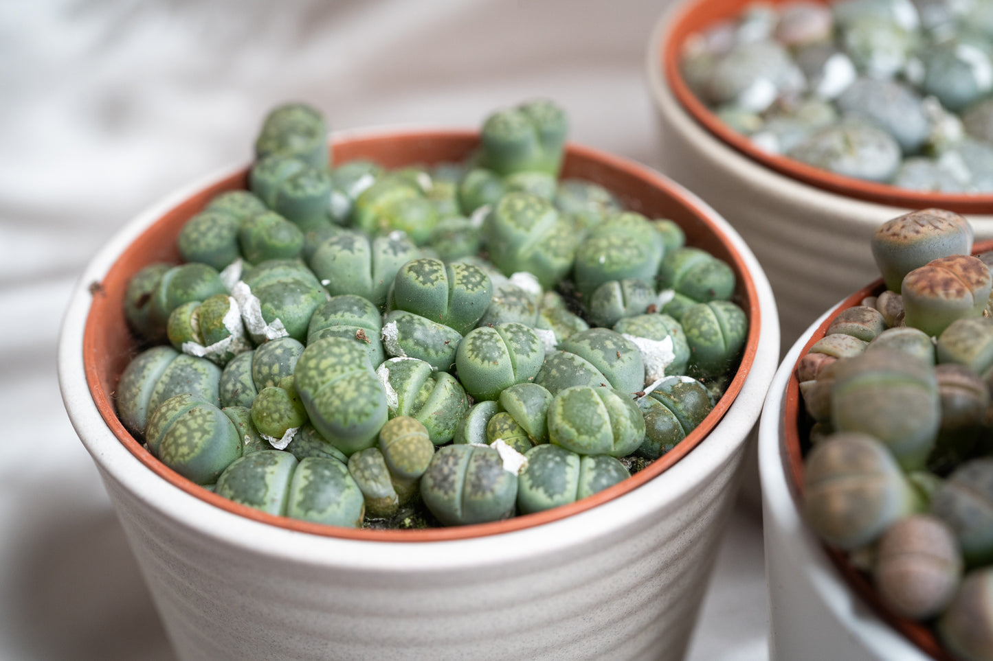 3 Varieties Lithops Collection – 20+ Living Stones Per Pot – Succulent Gem