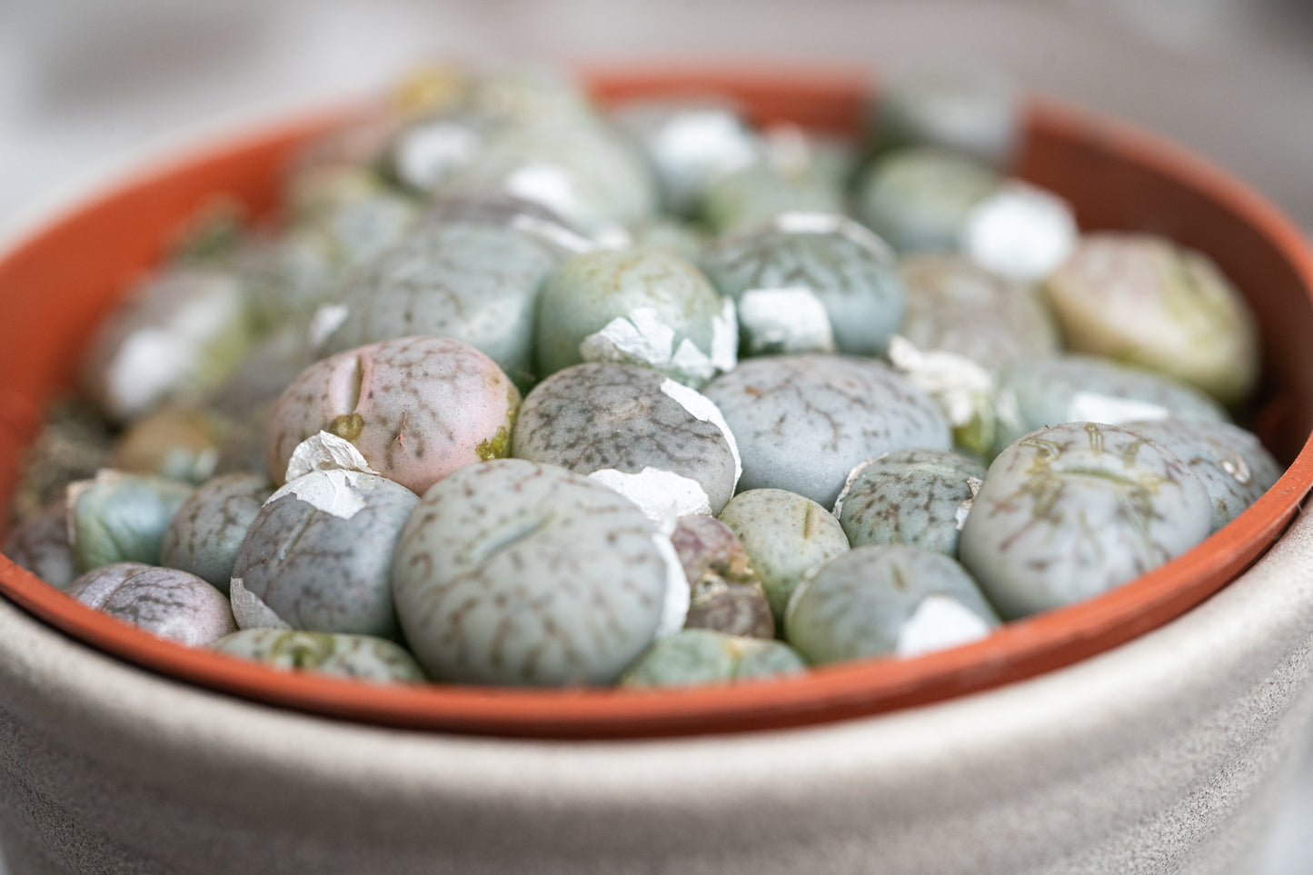 3 Varieties Lithops Collection – 20+ Living Stones Per Pot – Succulent Gem