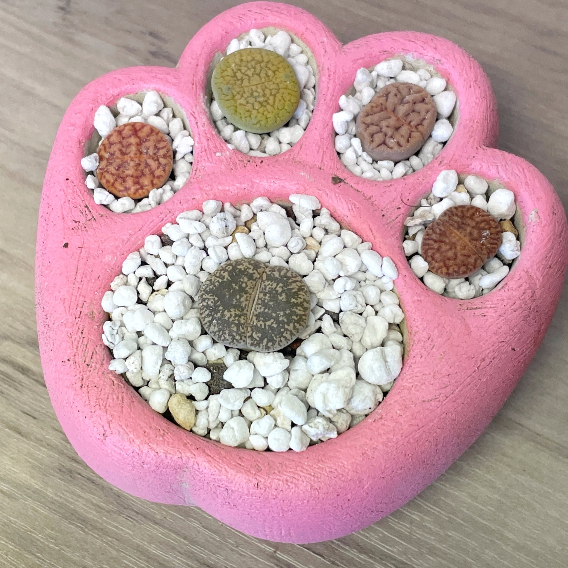 Living Stones Succulents Kit with Paw Pot - 0
