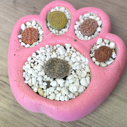 Living Stones Succulents Kit with Paw Pot - 0