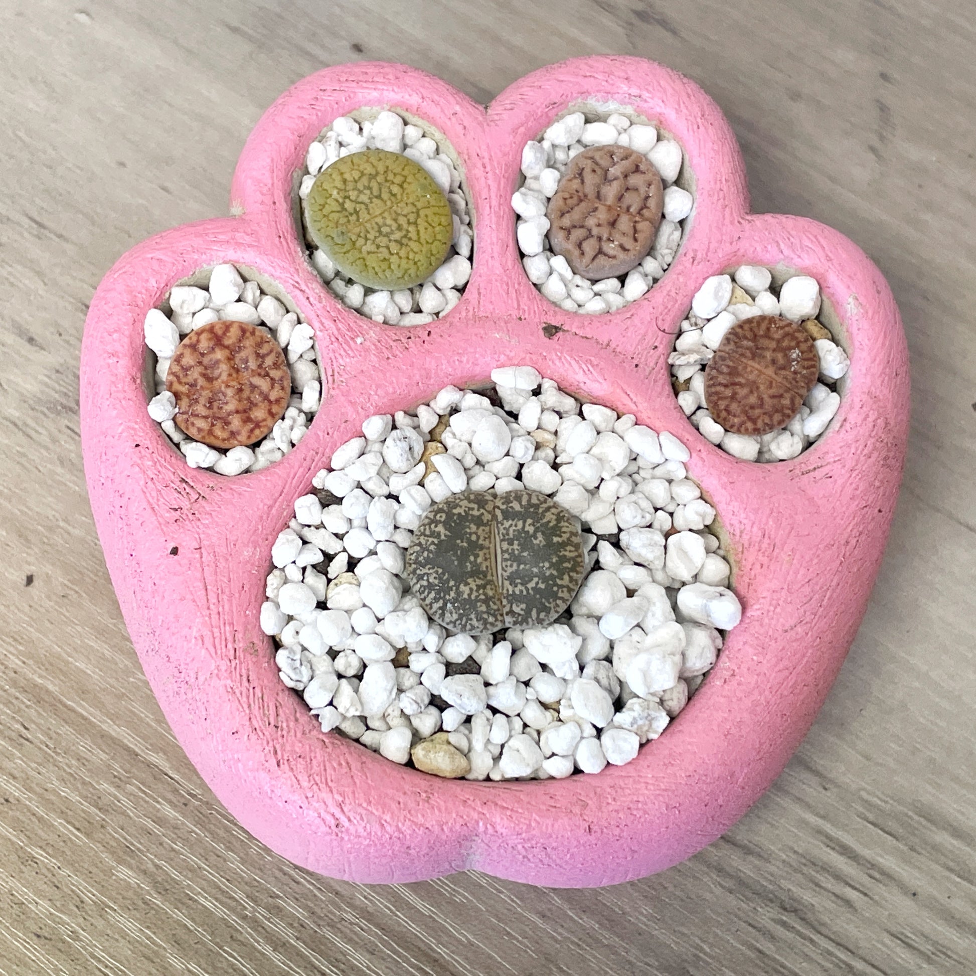 Living Stones Succulents Kit with Paw Pot - 0