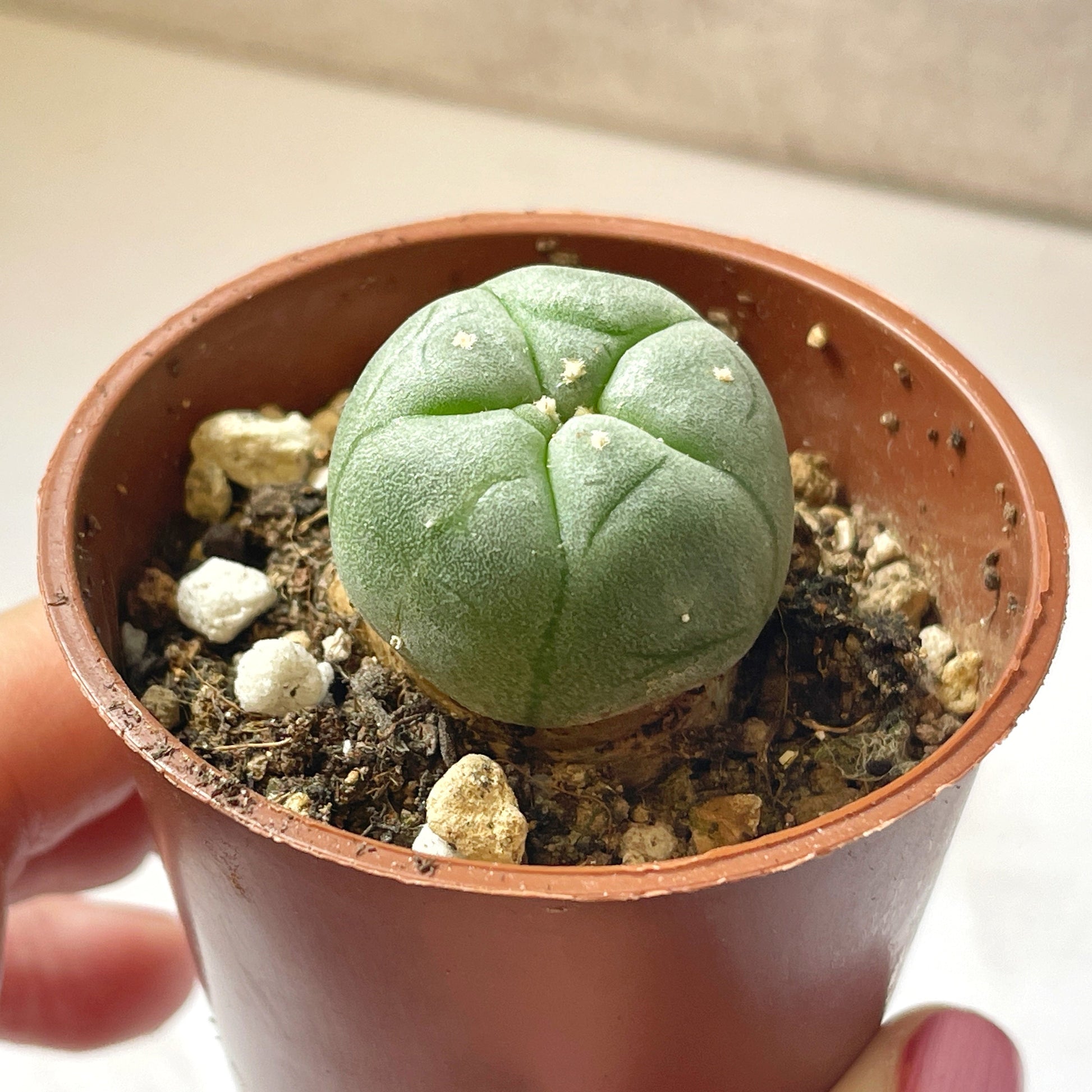 rare succulents and cacti Single Head Rare Button Style Cactus, Lophophora Williamsii, around 2cm, Live Succulent, Easy Care
