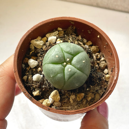 Lophophora williamsii, Button Cactus, Peyote 0
