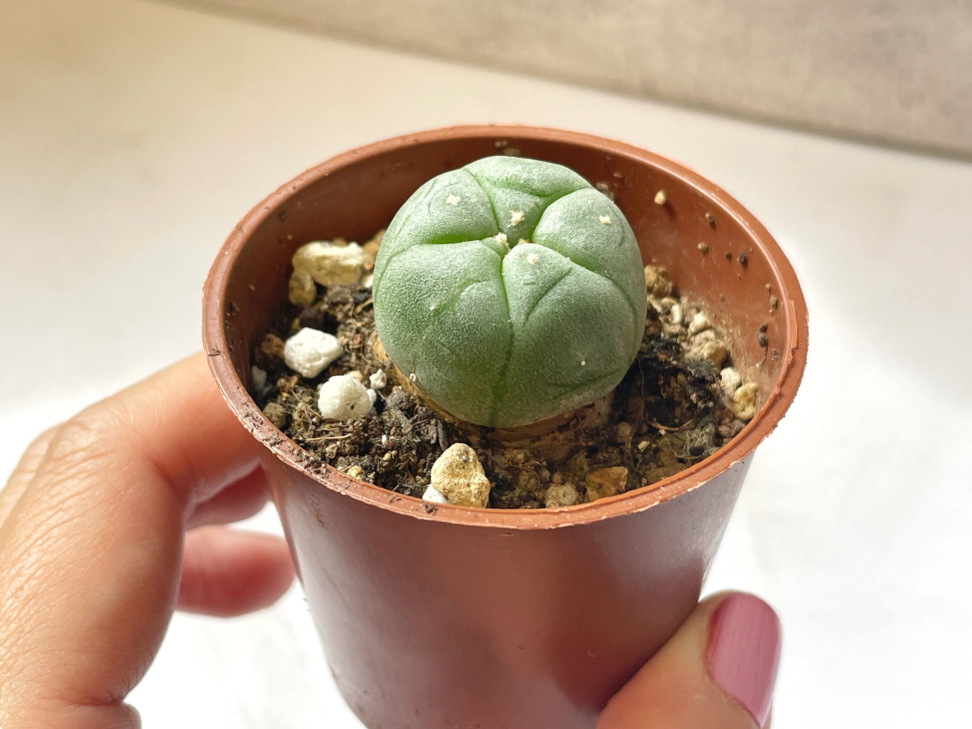 Lophophora williamsii, Button Cactus, Peyote 0