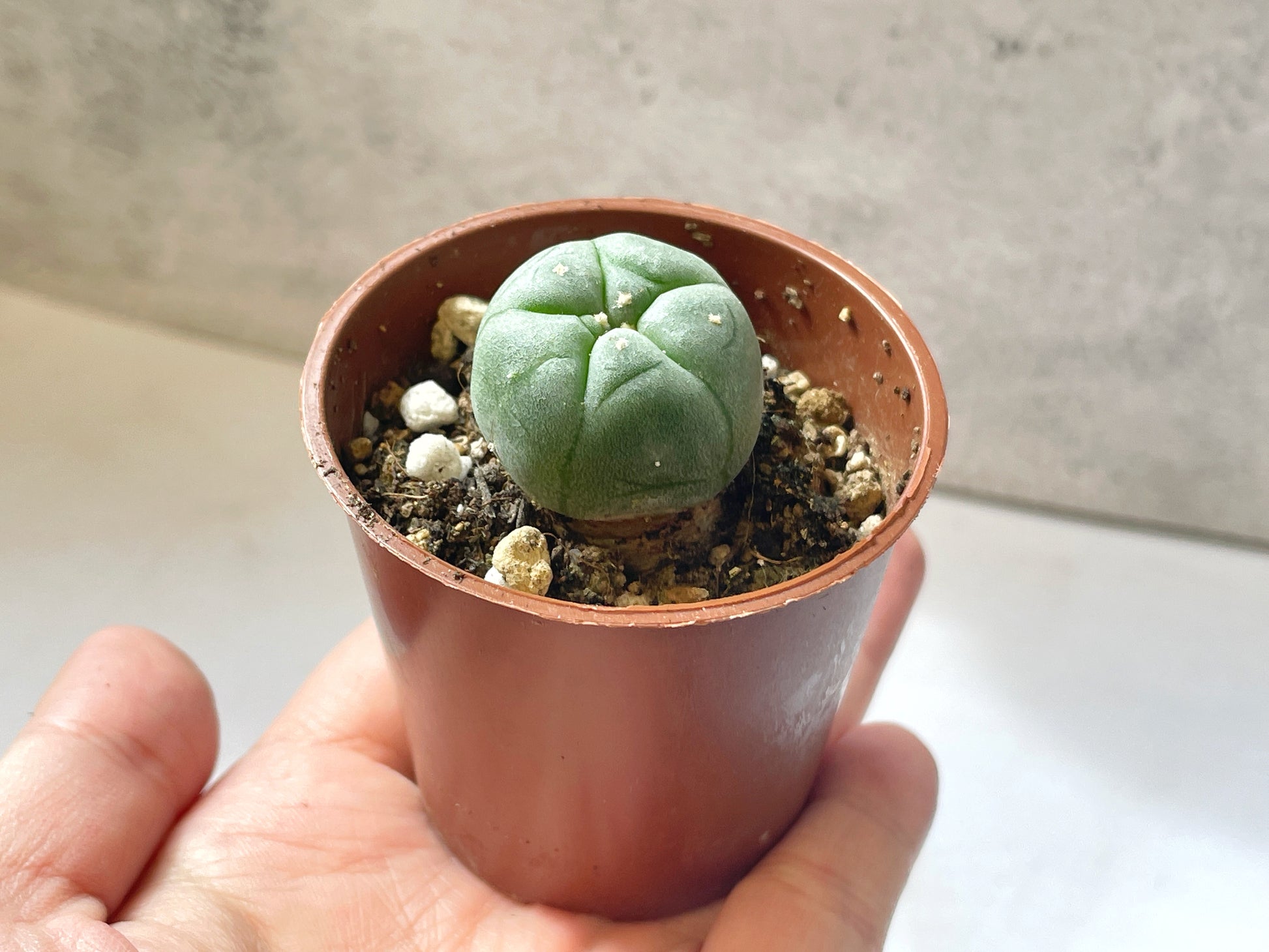 Lophophora williamsii, Button Cactus, Peyote 0