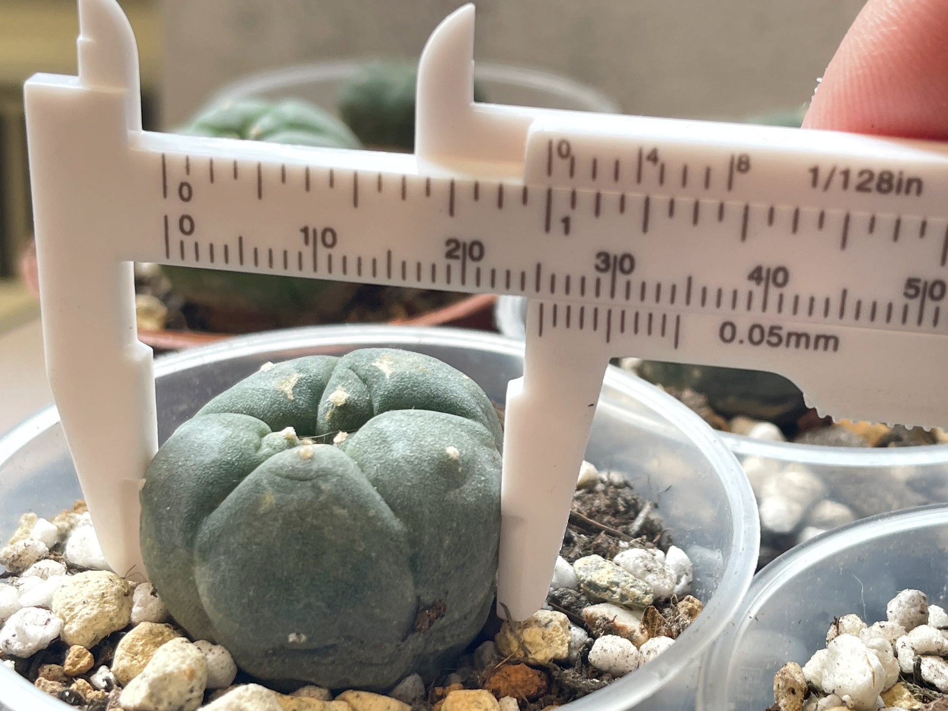 Lophophora williamsii, Button Cactus, Peyote 0
